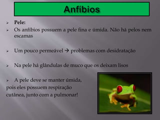 Pele:
 Os anfíbios possuem a pele fina e úmida. Não há pelos nem
escamas
 Um pouco permeável  problemas com desidratação
 Na pele há glândulas de muco que os deixam lisos
 A pele deve se manter úmida,
pois eles possuem respiração
cutânea, junto com a pulmonar!
 