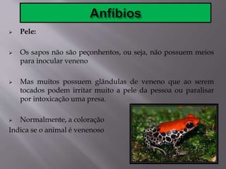  Pele:
 Os sapos não são peçonhentos, ou seja, não possuem meios
para inocular veneno
 Mas muitos possuem glândulas de veneno que ao serem
tocados podem irritar muito a pele da pessoa ou paralisar
por intoxicação uma presa.
 Normalmente, a coloração
Indica se o animal é venenoso
 