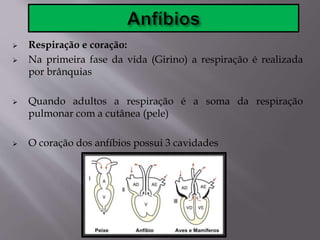  Respiração e coração:
 Na primeira fase da vida (Girino) a respiração é realizada
por brânquias
 Quando adultos a respiração é a soma da respiração
pulmonar com a cutânea (pele)
 O coração dos anfíbios possui 3 cavidades
 