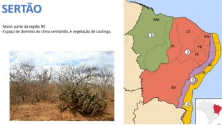 Apresentação elaborada pela Professora FERNANDA LOPES, disciplina de Geografia
-Maior parte da região NE
-Espaço de domínio do clima semiárido, e vegetação de caatinga.
MA
PI
CE
RN
PB
PE
BA
AL
SE
 
