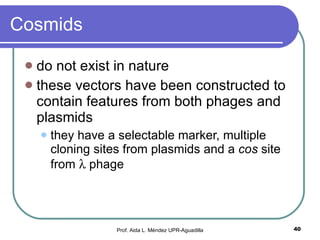 Cosmids do not exist in nature these vectors have been constructed to contain features from both phages and plasmids they have a selectable marker, multiple cloning sites from plasmids and a  cos  site from    phage  Prof. Aida L. Méndez UPR-Aguadilla 