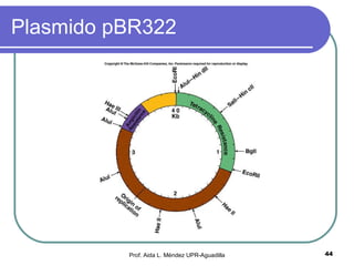 Plasmido pBR322 Prof. Aida L. Méndez UPR-Aguadilla 