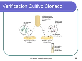 Verificacion Cultivo Clonado Prof. Aida L. Méndez UPR-Aguadilla 