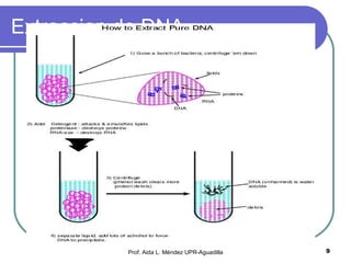 Extraccion de DNA Prof. Aida L. Méndez UPR-Aguadilla 