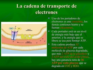 La cadena de transporte de electrones Uno de los portadores de electrones es una  coenzima , los demás contienen hierro y se llaman  citocromos . Cada portador está en un nivel de energía más bajo que el anterior, y la energía que se libera se usa para formar ATP. Esta cadena produce  32 moléculas de ATP  por cada molécula de glucosa degradada, que más  2 ATP de la glucólisis  y  2 ATP del ciclo del ácido cítrico , hay una ganancia neta de  36 ATP por cada glucosa  que se degrada en  CO2 y H2O . 