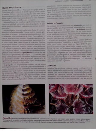 Cap 17. anelídeos (parte 3  hickman 15ªed.)