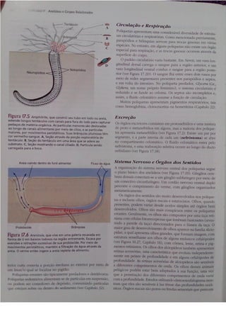 Cap 17. anelídeos (parte 3  hickman 15ªed.)