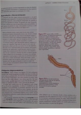 Cap 17. anelídeos (parte 3  hickman 15ªed.)