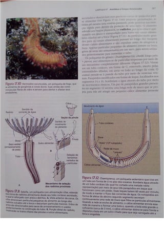 Cap 17. anelídeos (parte 3  hickman 15ªed.)