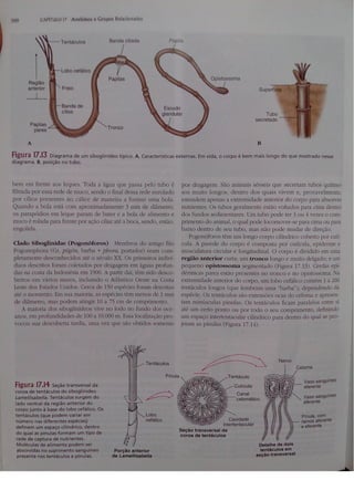 Cap 17. anelídeos (parte 3  hickman 15ªed.)