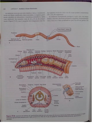 Cap 17. anelídeos (parte 3  hickman 15ªed.)