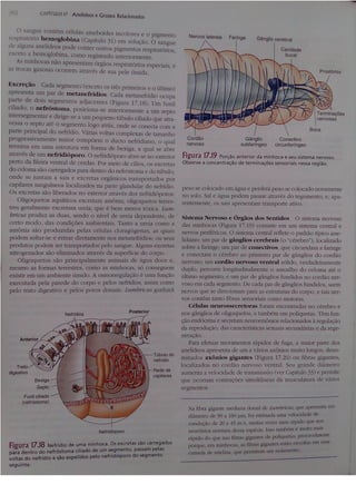 Cap 17. anelídeos (parte 3  hickman 15ªed.)