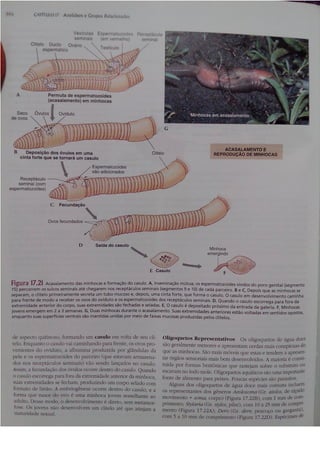 Cap 17. anelídeos (parte 3  hickman 15ªed.)