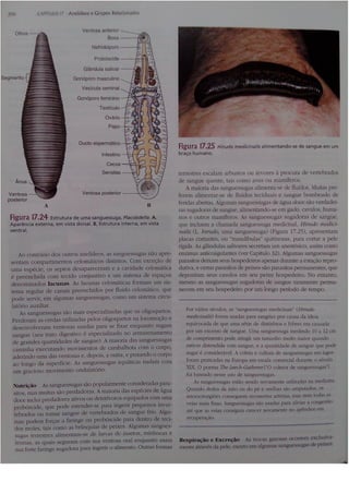 Cap 17. anelídeos (parte 3  hickman 15ªed.)