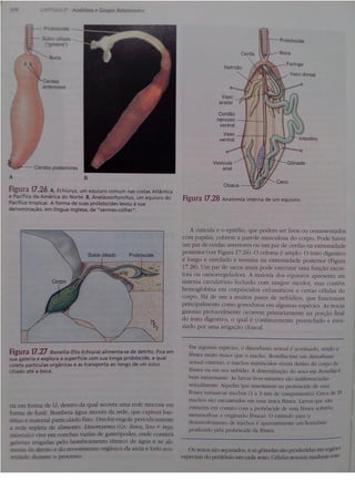 Cap 17. anelídeos (parte 3  hickman 15ªed.)