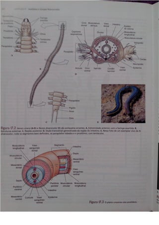 Cap 17. anelídeos (parte 3  hickman 15ªed.)