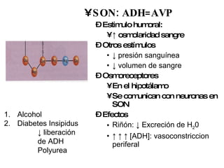 SON: ADH=AVP Estimulo humoral: ↑  osmolaridad sangre Otros estímulos ↓  presión sanguínea ↓  volumen de sangre Osmoreceptores En el hipotálamo Se comunican con neuronas en SON Efectos Riñón: ↓ Excreción de H 2 0 ↑ ↑ ↑   [ADH]: vasoconstriccion periferal   Alcohol Diabetes Insipidus ↓  liberación de ADH Polyurea 