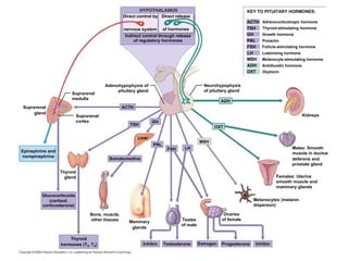 Direct control by Direct release nervous system of hormones Indirect control through release of regulatory hormones KEY TO PITUITARY HORMONES: ACTH TSH GH PRL FSH LH MSH ADH OXT Adrenocorticotropic hormone Thyroid-stimulating hormone Growth hormone Prolactin Follicle-stimulating hormone Luteinizing hormone Melanocyte-stimulating hormone Antidiuretic hormone Oxytocin Kidneys ADH Neurohypophysis of pituitary gland Adenohypophysis of pituitary gland ACTH Suprarenal medulla Suprarenal cortex Suprarenal gland Epinephrine and norepinephrine Somatomedins TSH GH PRL Liver FSH LH MSH OXT Males: Smooth muscle in ductus deferens and prostate gland Thyroid gland Glucocorticoids (cortisol, corticosterone) Bone, muscle, other tissues Mammary glands Testes of male Ovaries of female Melanocytes (melanin disperson) Females: Uterine smooth muscle and mammary glands Thyroid hormones (T 3 , T 4 ) Inhibin Testosterone Estrogen Inhibin Progesterone 