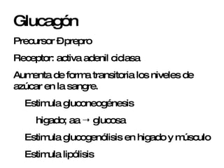 Glucagón Precursor – prepro Receptor: activa adenil ciclasa Aumenta de forma transitoria los niveles de azúcar en la sangre. Estimula gluconeogénesis  higado; aa    glucosa  Estimula glucogenólisis en higado y m úsculo Estimula lipólisis   