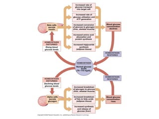 Increased rate of glucose transport into target cell Increased rate of glucose utilization and ATP generation Increased conversion of glucose to glycogen (liver, skeletal muscle) Increased amino acid absorption and  protein synthesis Increased triglyceride synthesis (adipose tissue) Beta cells secrete insulin Rising blood glucose levels Normal glucose levels (70  110 mg/dL) Declining blood glucose levels Increased breakdown of glycogen to glucose (liver, skeletal muscle) Increased breakdown of fats to fatty acids (adipose tissue) Increased synthesis and release of glucose (liver) Alpha cells secrete glucagon Blood glucose concentration rises Blood glucose concentration declines 
