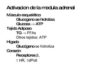 Activacion de la medula adrenal Músculo esquelético Glucogeno se hidroliza Glucosa    ATP  Tejido Adiposo TG    FFAs Otros tejidos: ATP Hígado Glucógeno  se hidroliza Corazón  Receptores  β 1 ↑  HR,  ↑dP/dt 