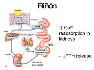 Riñón  Stimulates  Osteoclasts  ↑   Ca 2+  reabsorption in kidneys -  ↓PTH release 