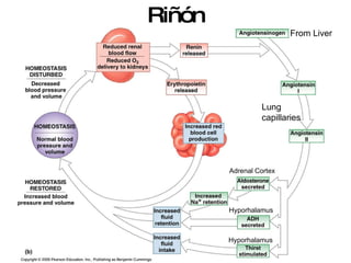 Riñón  From Liver Lung  capillaries Adrenal Cortex Hyporhalamus Hyporhalamus 