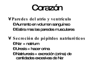Corazón  Paredes del atrio y ventrículo Aumento en volumen sanguíneo Estira mas las paredes musculares Secreción de pépitdos natriuréticos Na +  = natrium Uresis = hacer orina Natriuresis = excreción (orina) de cantidades excesivas de Na + 