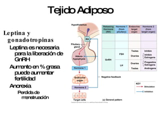 Tejido Adiposo Leptina y gonadotropinas Leptina es necesaria para la liberación de GnRH Aumento en % grasa puede aumentar fertilidad Anorexia Perdida de menstruación 