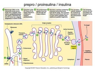 prepro / proinsulina / insulina 