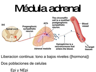 M édula adrenal Liberacion continua: tono a bajos niveles ([hormona]) Dos poblaciones de celulas Epi y NEpi 