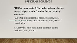 SIERRA: papa, maíz, fréjol, haba, quinua, chocho,
arveja, trigo, cebada, frutales, flores, pastos y
hortalizas.
PRINCIPALES CULTIVOS
COSTA: palma africana, cacao, plátano, café,
arroz, maíz duro, caña de azúcar, yuca, frutas
tropicales.
AMAZONÍA: café, naranjilla, palmito, palma
africana, yuca, cacao.
 