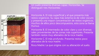 • Un suelo presenta diversas capas: Horizontes. Se
distinguen tres Horizontes:
• Horizonte A. El más superficial y el que presenta más
restos orgánicos. Su capa más externa es de color oscuro
y presenta una mayor concentración de restos orgánicos,
muchos de ellos poco descompuestos, esta zona se llama
Humus.
• Horizonte B. El intermedio de color claro y con diversas
sales provenientes de las zonas más superiores. Presenta
también restos muy alterados de la roca madre.
• Horizonte C. El más profundo. Presenta restos poco
alterados de la roca madre.
• Roca Madre: La que origina con su alteración el suelo.
 