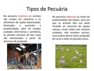 Tipos de Pecuária
Na pecuária intensiva os animais
são criados em cocheiras e se
alimentam de rações balanceadas,
destinadas a aumentar a
produtividade, além de receber
cuidados veterinários e sanitários,
os planteis (animais de boa raça)
são selecionados a partir do
interesse de produção.
Na pecuária extensiva os níveis de
produtividade são baixos, uma vez
que os animais têm sua dieta
limitada ao consumo de pastos
nativos, vivem soltos sem maiores
cuidados, não recebem vacinas,
essa prática deriva baixa produção
de carne e leite em grandes áreas.
 