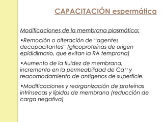 CAPACITACIÓN espermática

Modificaciones de la membrana plasmática:
•Remoción o alteración de “agentes
decapacitantes” (glicoproteínas de origen
epididimario, que evitan la RA temprana)
•Aumento de la fluidez de membrana,
incremento en la permeabilidad de Ca++ y
reacomodamiento de antígenos de superficie.
•Modificaciones y reorganización de proteínas
intrínsecas y lípidos de membrana (reducción de
carga negativa)
 