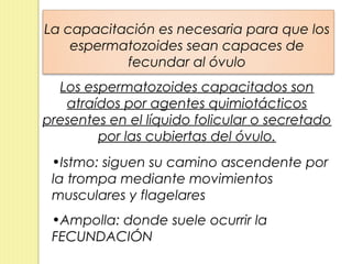 La capacitación es necesaria para que los
    espermatozoides sean capaces de
           fecundar al óvulo
  Los espermatozoides capacitados son
   atraídos por agentes quimiotácticos
presentes en el líquido folicular o secretado
        por las cubiertas del óvulo.
 •Istmo: siguen su camino ascendente por
 la trompa mediante movimientos
 musculares y flagelares
 •Ampolla: donde suele ocurrir la
 FECUNDACIÓN
 