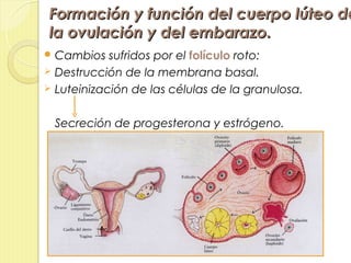 Formación y función del cuerpo lúteo de
la ovulación y del embarazo.
 Cambios   sufridos por el folículo roto:
 Destrucción de la membrana basal.
 Luteinización de las células de la granulosa.


 Secreción de progesterona y estrógeno.
 