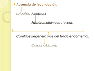  Ausencia   de fecundación.

 Luteólisis. Apoptosis.

             Factores luteínicos uterinos.



 Cambios degenerativos del tejido endometrial.

             Corpus albicans.
 