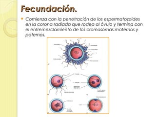 Fecundación.
   Comienza con la penetración de los espermatozoides
    en la corona radiada que rodea al óvulo y termina con
    el entremezclamiento de los cromosomas maternos y
    paternos.
 