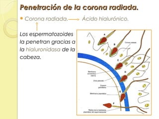 Penetración de la corona radiada.
 Corona   radiada.      Ácido hialurónico.

Los espermatozoides
la penetran gracias a
la hialuronidasa de la
cabeza.
 