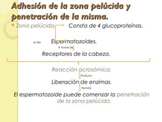 Adhesión de la zona pelúcida y
penetración de la misma.
 Zona   pelúcida.             Consta de 4 glucoproteínas.

         se fija      Espermatozoides.
                        A través de

                   Receptores de la cabeza.

                      Reacción acrosómica.
                                      Produce

                      Liberación de enzimas.
                                      Permite

El espermatozoide puede comenzar la penetración
                de la zona pelúcida.
 