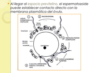  Al
   llegar al espacio previtelino, el espermatozoide
 puede establecer contacto directo con la
 membrana plasmática del óvulo.
 