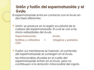 Unión y fusión del espermatozoide y el
    óvulo
El espermatozoide entra en contacto con el óvulo en
   dos fases diferentes:

   Unión: se produce en la región ecuatorial de la
    cabeza del espermatozoide. El cual se une a las
    micro vellosidades del óvulo.
    Espermatozoide:               óvulo:
    fertilina y ciritestina +     integrina y proteína
    CD9

   Fusión: sus membranas se fusionan, el contenido
    del espermatozoide se sumergen en el óvulo.
    las mitocondrias situadas en el cuello del
    espermatozoide entran en el óvulo, pero no
    contribuyen a la dotación mitocondrial del cigoto.
 