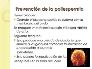 Prevención de la poliespermia
Primer bloqueo:
 Cuando el espermatozoide se fusiona con la
   membrana del óvulo
Se produce una despolarización eléctrica rápida
   de esta.
Segundo bloqueo:
 Esto produce una oleada de calcio, lo que
   induce a los gránulos corticales la liberación de
   su contenido al espacio
    perivitelino.
 Esto genera la inactivación de los

 receptores en la zona pelúcida
 
