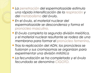  La  penetración del espermatozoide estimula
  una rápida intensificación de la respiración y
  del metabolismo del óvulo.
 En el óvulo, el material nuclear del
  espermatozoide se descondensa y forma el
  pronúcleo masculino.
 El óvulo completa la segunda división meiótica,
  y el material nuclear resultante se rodea de una
  membrana para formar el pronúcleo femenino.
 Tras la replicación del ADN, los pronúcleos se
  fusionan y sus cromosomas se organizan para
  experimentar una división mitótica
 La fecundación se ha completado y el óvulo
  fecundado se denomina CIGOTO.
 