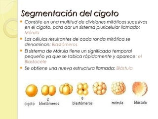 Segmentación del cigoto
 Consiste en una multitud de divisiones mitóticas sucesivas
  en el cigoto, para dar un sistema pluricelular llamado:
  Mórula
 Las células resultantes de cada ronda mitótica se
  denominan: Blastómeros
 El sistema de Mórula tiene un significado temporal
  pequeño ya que se tabica rápidamente y aparece: el
  Blastocele
 Se obtiene una nueva estructura llamada: Blástula
 