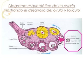 Diagrama esquemático de un ovario
mostrando el desarrollo del óvulo y folículo
 