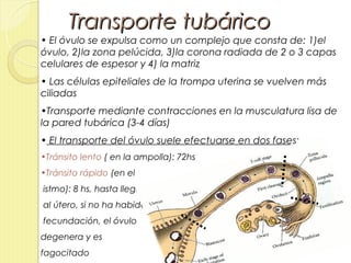 Transporte tubárico
• El óvulo se expulsa como un complejo que consta de: 1)el
óvulo, 2)la zona pelúcida, 3)la corona radiada de 2 o 3 capas
celulares de espesor y 4) la matriz 
• Las células epiteliales de la trompa uterina se vuelven más
ciliadas
•Transporte mediante contracciones en la musculatura lisa de
la pared tubárica (3-4 días)
• El transporte del óvulo suele efectuarse en dos fases:
•Tránsito lento ( en la ampolla): 72hs
•Tránsito rápido (en el
istmo): 8 hs, hasta llegar
al útero, si no ha habido
fecundación, el óvulo
degenera y es
fagocitado
 