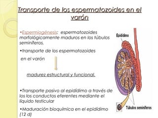 Transporte de los espermatozoides en el
                  varón

•Espermiogénesis: espermatozoides
morfológicamente maduros en los túbulos
seminíferos.
•transporte de los espermatozoides
en el varón


   madurez estructural y funcional.


•Transporte pasivo al epidídimo a través de
los los conductos eferentes mediante el
líquido testicular
•Maduración bioquímica en el epidídimo
(12 d)
 