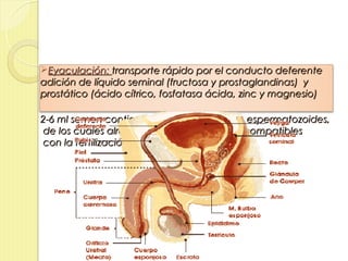 Eyaculación: transporte rápido por el conducto deferente
adición de líquido seminal (fructosa y prostaglandinas) y
prostático (ácido cítrico, fosfatasa ácida, zinc y magnesio)

2-6 ml semen contienen: 40-250 millones de espermatozoides,
de los cuales alrededor de 25 millones son compatibles
con la fertilización.
 